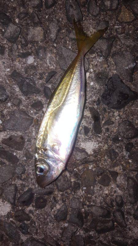 アジ調査！激渋！アタリなし！