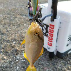 スーパーライトショアジギング！