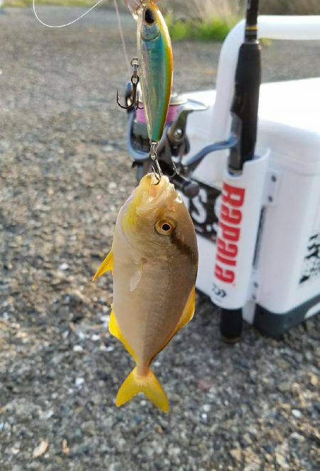 スーパーライトショアジギング！