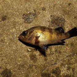 タチウオは何処に？