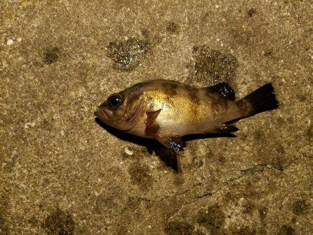 タチウオは何処に？