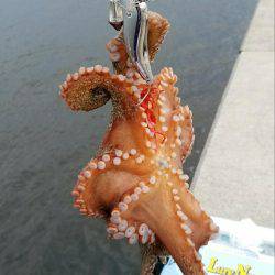 タコ本番ですかね？