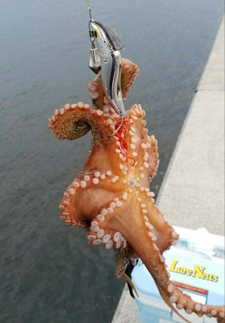 タコ本番ですかね？