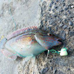 釣果時間30分で…