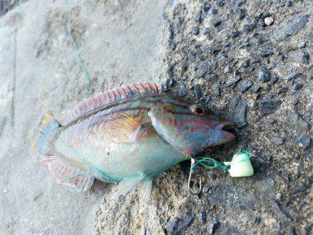 釣果時間30分で…