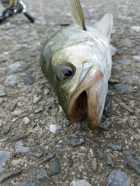 シーバスゲーム