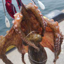 やっぱりMNGは最強ですわ!