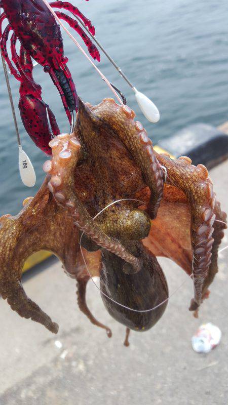 やっぱりMNGは最強ですわ！