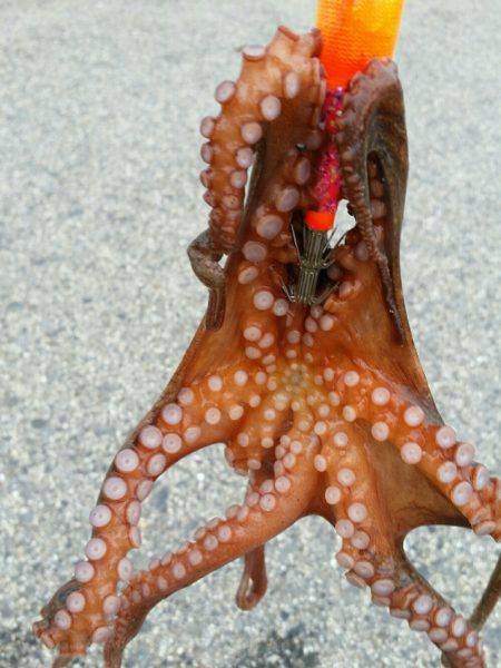 タコ釣り