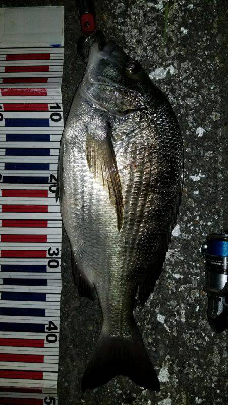 チニング( ´∀｀ )b