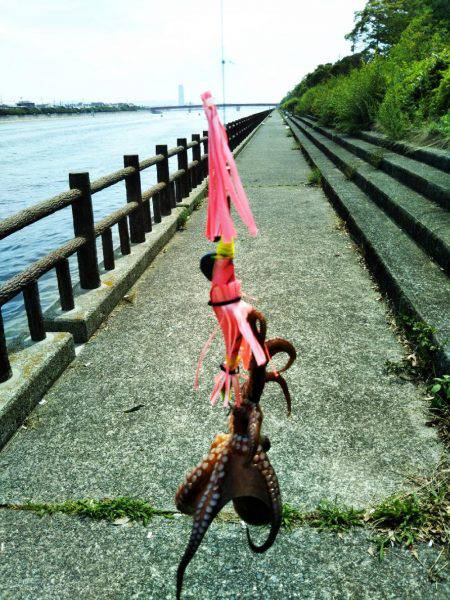 タコまだ少なめ・・・