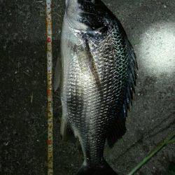 アルカリキビレ