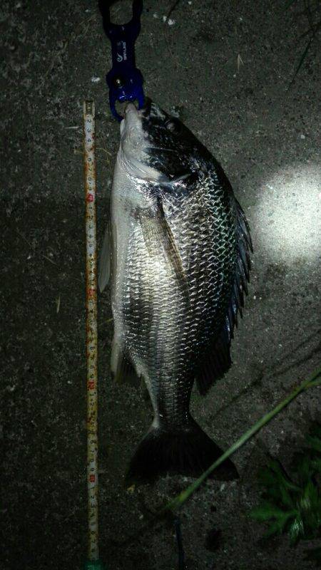 アルカリキビレ