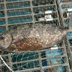 もう少しで五目