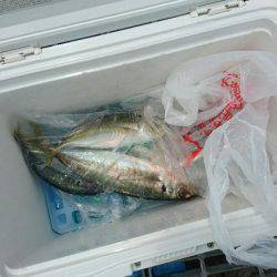 投げサビキでも釣れた‼