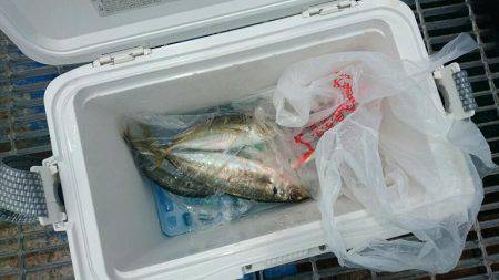 投げサビキでも釣れた‼