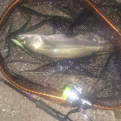 今日はシーバス狙い