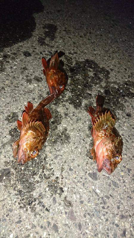 癒しのガシリング