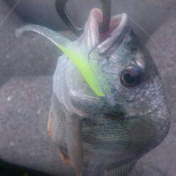 朝シーバスを求めて❗