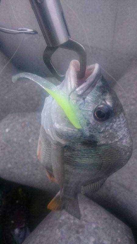 朝シーバスを求めて❗