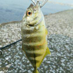 エバ、メッキがいっぱい