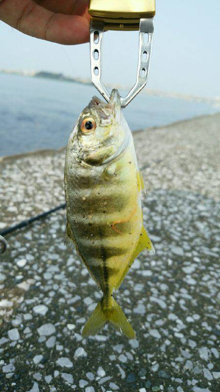 エバ、メッキがいっぱい