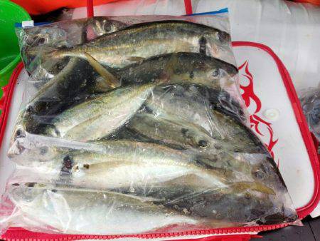 魚探と、ニラメッコ