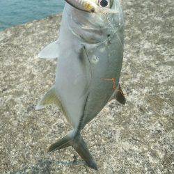 エバことメッキ35㎝ギンガメアジ