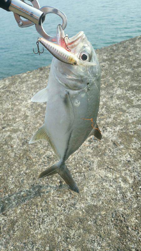 エバことメッキ35㎝ギンガメアジ