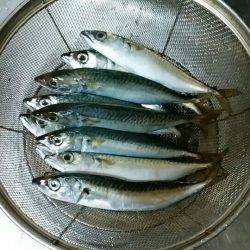 メタルジグ5gとサビキでサバ