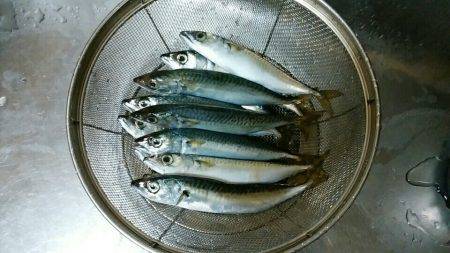 メタルジグ5gとサビキでサバ