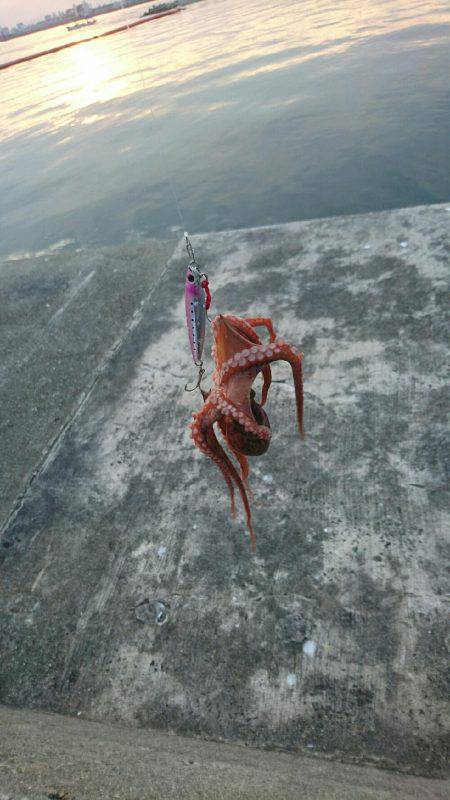 初めてのタコ釣り