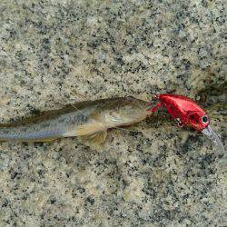 夕涼みハゼククランキング