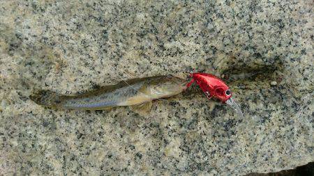 夕涼みハゼククランキング