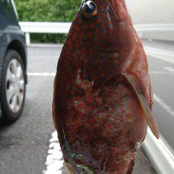 昼間にアコウを釣りました。