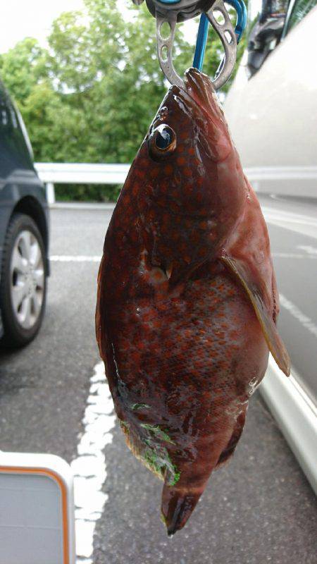 昼間にアコウを釣りました。