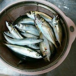 アオリ泳がせ用の餌釣り(アジ＆子サバ)