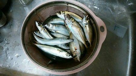 アオリ泳がせ用の餌釣り(アジ＆子サバ)