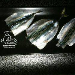 極旨！活け締め子サバの刺身！