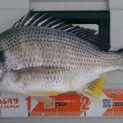 キス釣りしてたら…