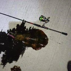 おこぼれアオリイカ狩り