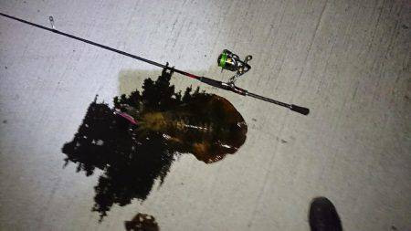 おこぼれアオリイカ狩り