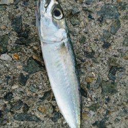 久しぶりの釣行