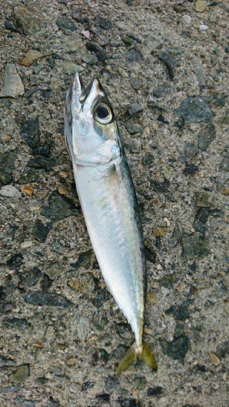 久しぶりの釣行