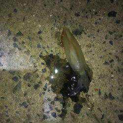 ケンサキイカ、シーズンインしました！