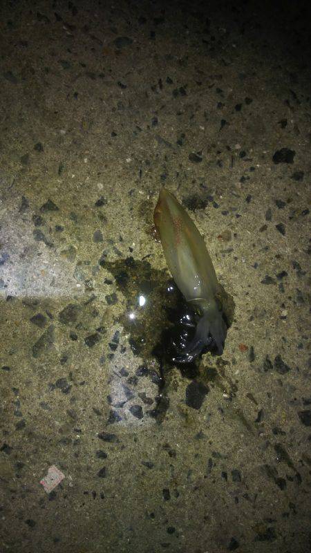 ケンサキイカ、シーズンインしました！