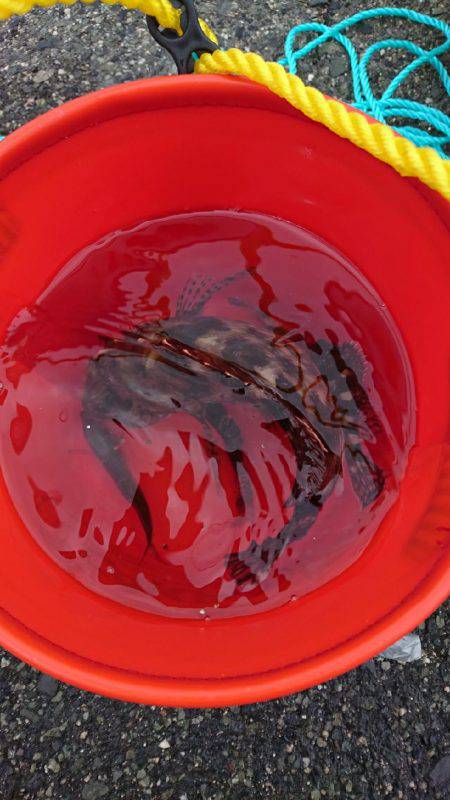 サババイブレーション