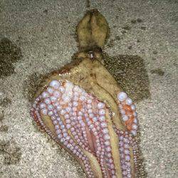 良いサイズが釣れ始めました。