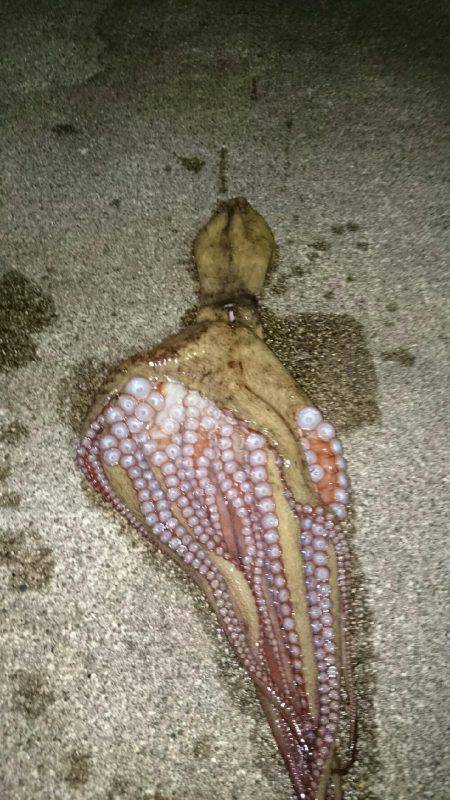 良いサイズが釣れ始めました。