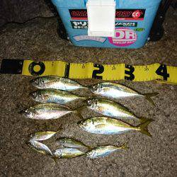 豆アジが少し大きくなってます。